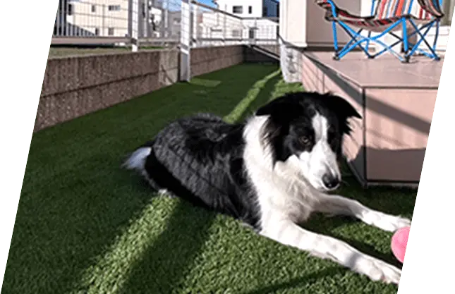 白と黒の犬